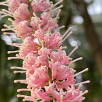 Macadamia ternifolia / Fleur de noix de Macadamia