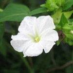Mirabilis jalapa / Belle de Nuit - Blanche - lot de 6 graines