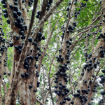 Myrciaria cauliflora / Jaboticaba - Jeune plant