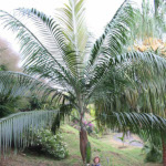 Dictyosperma album / Palmier / Palmiste Blanc - lot de 15 graines