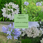 Agapanthus africanus / Agapanthe - lot de 20 graines