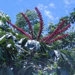 Brassaia actinophylla / Arbre Ombrelle - Jeune plant