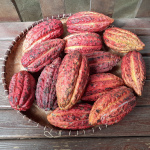 Cacao / Theobroma cacao - var. criollo - lot de 10 graines