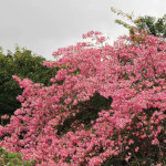 Ceiba speciosa / Faux Kapokier - Jeune plant