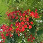 Delonix regia / Flamboyant - lot de 10 graines