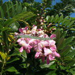 Gliricidia sepium / Gliricidie - Jeune plant