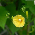 Ipomea hederifolia lutea / Ipomée jaune - lot de 10 graines