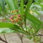 Dodonea viscosa / Bois d'Arnette - Lot de 10 graines 