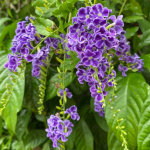 Duranta repens / Vanillier de Cayenne - var. 'Geisha girl' - lot de 10 graines