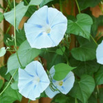 Ipomea tricolor / Ipomée Bleue - lot de 10 graines