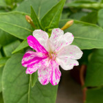 Mirabilis jalapa / Belle de Nuit - bicolore - Lot de 10 graines