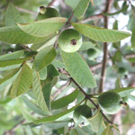 Psidium guajava / Goyave - Jeune plant