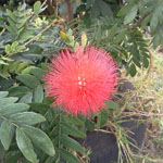 Calliandra hematocephala / Calliandre - Jeune plant