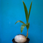 Cocos nucifera / Cocotier