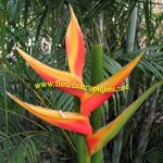 Heliconia carola / Balisier - Rhizome