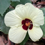 Hibiscus ovalifolius - lot de 10 graines