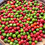 Capsicum / Piment Galabert - lot de 20 graines