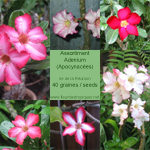 Assortiment Adenium / Rose du désert - lot de 50 graines