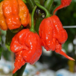 Capsicum / Piment Carolina Reaper - lot de 10 graines