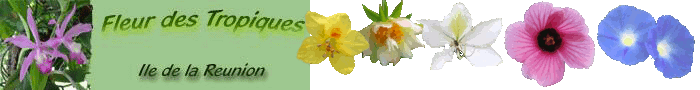 Fleur-des-Tropiques: plantes tropicales, graines, vanille, pices, rhum arrang