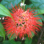 Combretum constrictum / Petit Badamier - Jeune plant