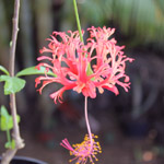 Hibiscus schizopetalus / Lanterne Chinoise - jeune plant