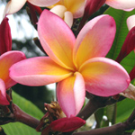 Plumeria tricolor / Frangipanier