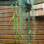 Rhipsalis baccifera-sp. Baccifera / Cactus - lot de 10 graines