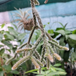 Rhipsalis baccifera-sp. Horrida / Cactus - lot de 10 graines