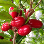 Synsepalum dulcificum / Fruit Miracle - Jeune Plant - RARE