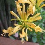 Tecomaria capensis / Jasmin du Cap - jaune - lot de 10 graines