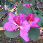 Bauhinia purpurea / Arbre Orchidée - lot de 10 graines