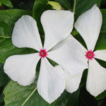 Catharanthus roseus / Pervenche de Madagascar - Blanc - lot de 10 graines -  Fleur-des-Tropiques