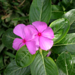 Catharanthus roseus / Pervenche de Madagascar - lot de 10 graines