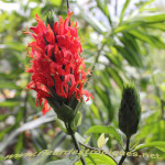 Pachystachys coccinea / Carmantine Rouge - Jeune plant