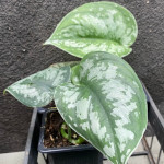Scindapsus pictus / Pothos argenté - Jeune Plant