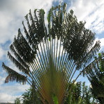 Ravenala madagascariensis / Arbre du Voyageur