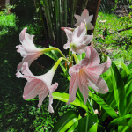 Hippeastrum / Amaryllis - lot de 10 graines