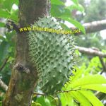 Annona muricata / Corossol - lot de 10 graines