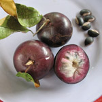 Chrysophyllum cainito / Caïmitier / Pomme de Lait - Jeune plant
