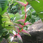 Heliconia chartacea - Rhizome