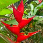 Heliconia 