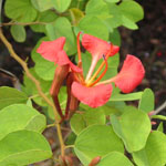 Bauhinia galpinii / Arbre Orchidée - lot de 6 graines