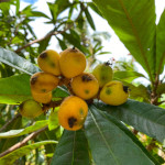 Eriobotrya japonica / Bibasse / Neflier du Japon - Jeune plant