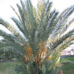 Phoenix dactylifera / Palmier Dattier - lot de 10 graines