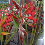 Heliconia che kong / Mambola - Rhizome