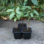 Pimenta racemosa / Ravinsara - Jeune Plant - RARE