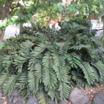 Zamia furfuracea / Sagou de Jamaïque - lot de 5 graines - RARE