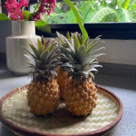 Ananas comosus / Ananas Victoria - Jeune Plant