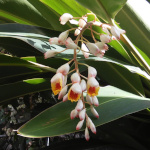 Alpinia zerumbet / Gingembre d'Ornement - lot de 20 graines